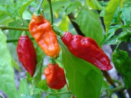bhut-jolokia-cabai-terpedas